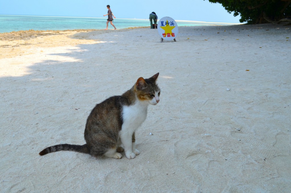 星形の砂がある「竹富島・星砂浜」が神秘的すぎる！ そこに棲む不思議な猫たち