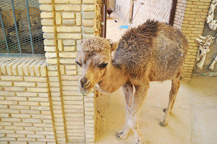 ラクダの赤ちゃんに触り放題の動物園がチュニジアにあった Gotrip 明日 旅に行きたくなるメディア