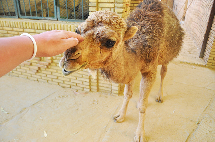 ラクダの赤ちゃんに触り放題の動物園がチュニジアにあった Gotrip 明日 旅に行きたくなるメディア