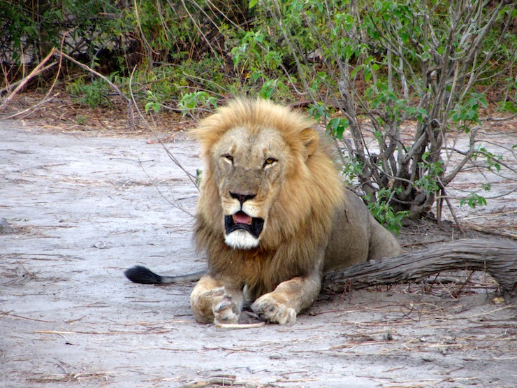 アフリカで最も動物に遭遇することができるといわれるチョベ国立公園でサファリを体験！