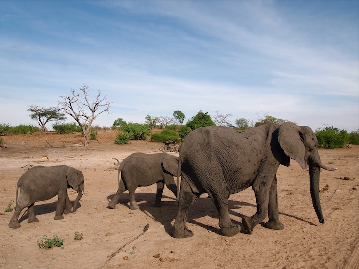 アフリカで最も動物に遭遇することができるといわれるチョベ国立公園でサファリを体験！