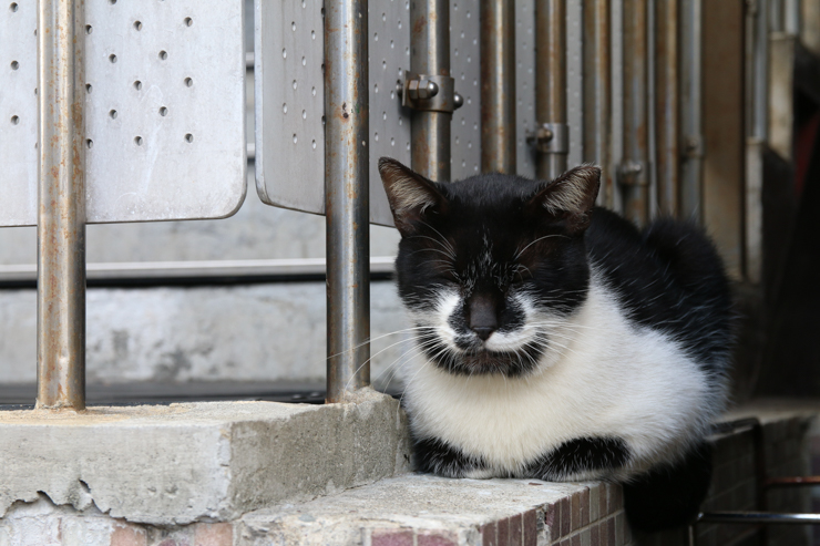 猫好きなら当たり前！世界6大ニャンコスポットの1つ、台湾・新北市「猴硐（ホウトン）」