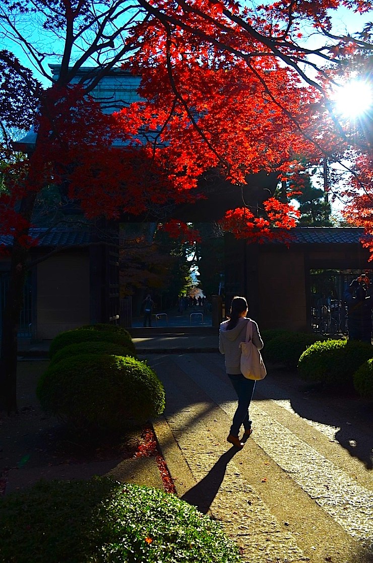 【東京散歩】招き猫発祥の地、東京世田谷区「豪徳寺」で晩秋を感じる散策をしてみてはいかがでしょうか？