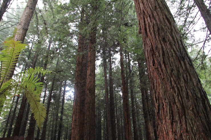 ニュージーランド ロトルア 樹齢110年以上の木々の間を歩くツリーウォーク体験ができるレッドウッド フォレスト The Redwoods Gotrip 明日 旅に行きたくなるメディア
