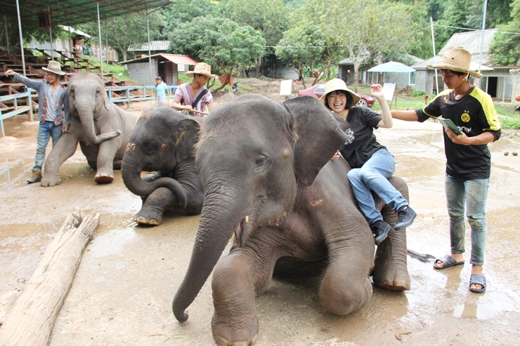 タイ チェンマイに行ったら象に乗りたい エレファントキャンプで象乗り体験 象のショー Gotrip 明日 旅に行きたくなるメディア