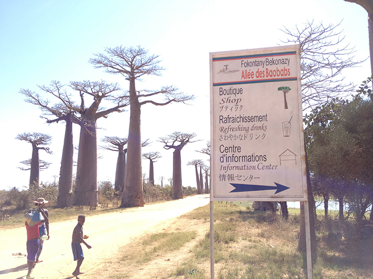 世界で最も素敵な瞬間 星の王子さま にも登場するバオバブの木を求めて アフリカ マダガスカルのモロンダバへ行く Gotrip 明日 旅に行きたくなるメディア