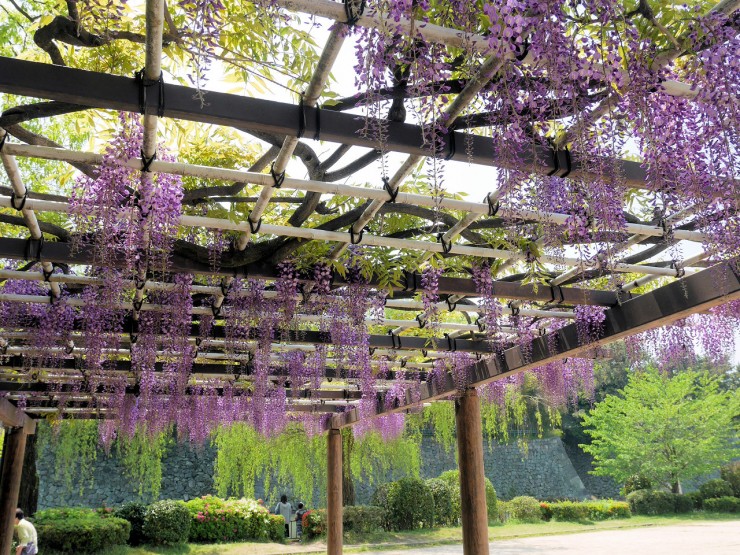名古屋城を鑑賞しながら藤を楽しめるのは一年に一度だけ！名古屋市北区「名城公園」