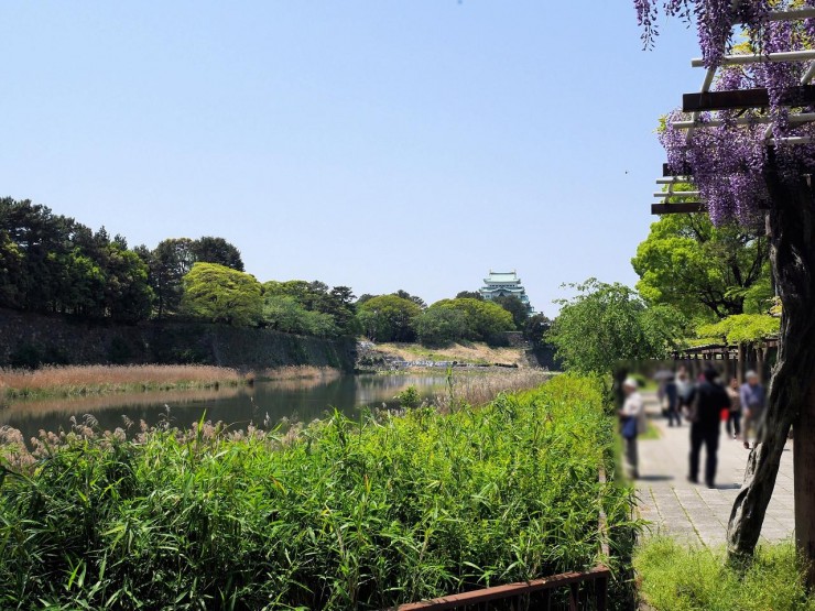 名古屋城を鑑賞しながら藤を楽しめるのは一年に一度だけ！名古屋市北区「名城公園」