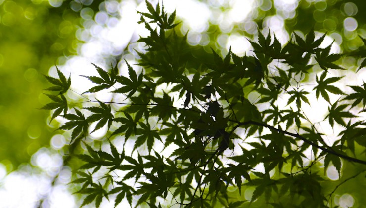 【世界の絶景】緑が織りなす絶景、京都・瑠璃光院の青紅葉