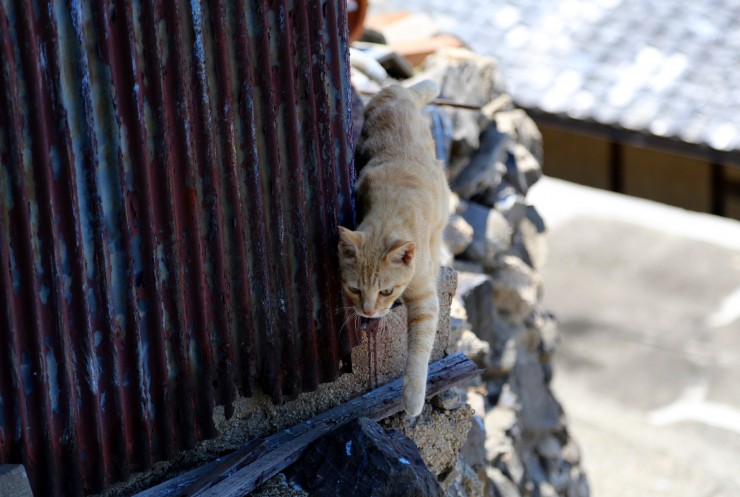 世界中の猫好きが訪れる猫好きのための楽園、香川県・高松市の男木島 