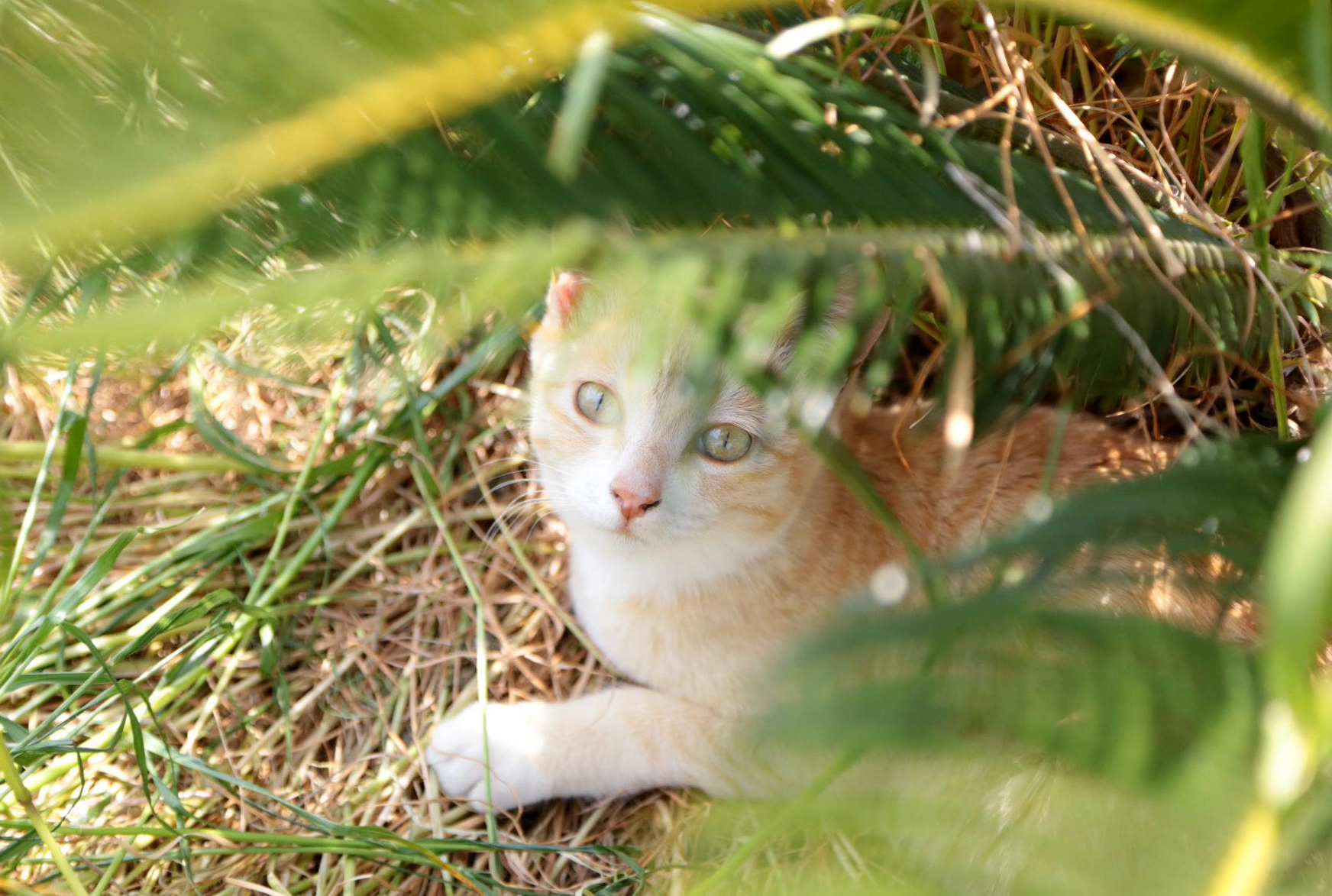 世界中の猫好きが訪れる猫好きのための楽園 香川県 高松市の男木島 おぎじま Gotrip 明日 旅に行きたくなるメディア