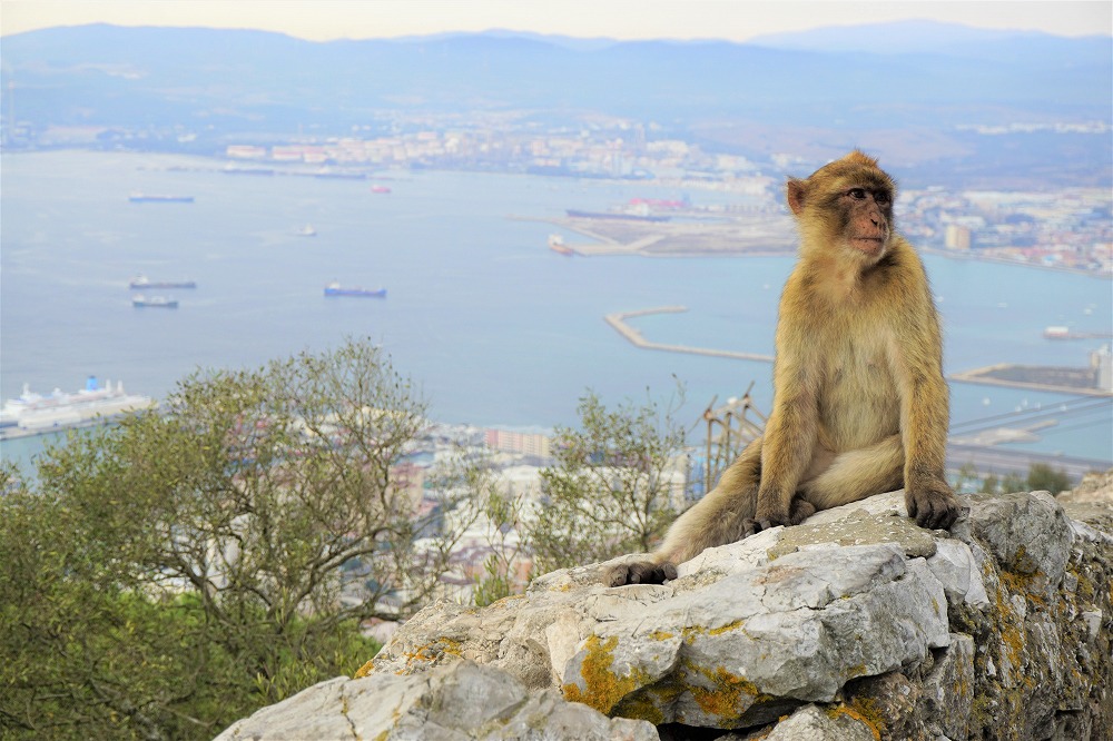 ヨーロッパ唯一の野生の猿の生息地、ジブダルタルの「ザ・ロック」の猿たちに会ってきた | GOTRIP! 明日、旅に行きたくなるメディア