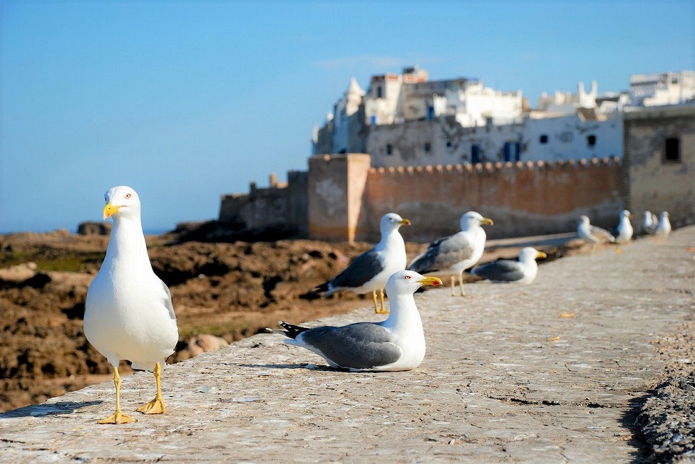 essaouira-1953633_1280.jpg