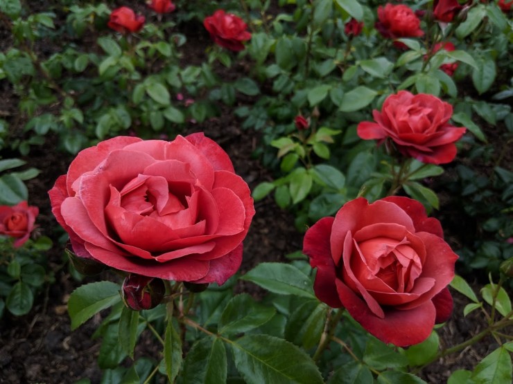 6月が見頃 ロンドン随一のバラ園を有する クィーン メアリーズ ガーデンズ でバラの香りに酔いしれる Gotrip 明日 旅に行きたくなるメディア
