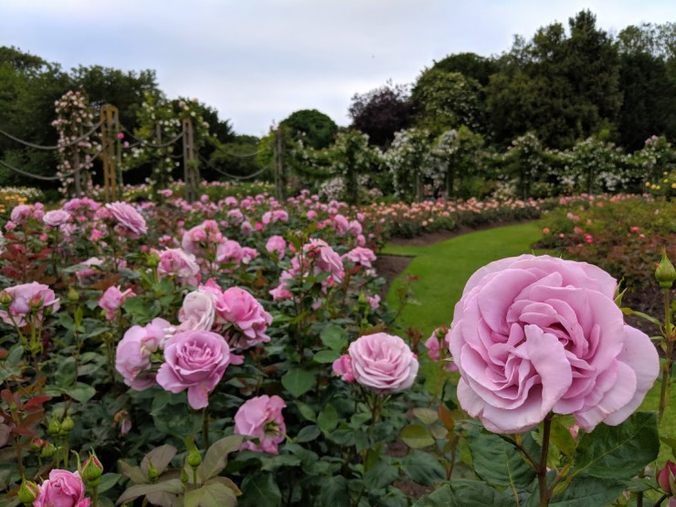 6月が見頃 ロンドン随一のバラ園を有する クィーン メアリーズ ガーデンズ でバラの香りに酔いしれる Gotrip 明日 旅に行きたくなるメディア