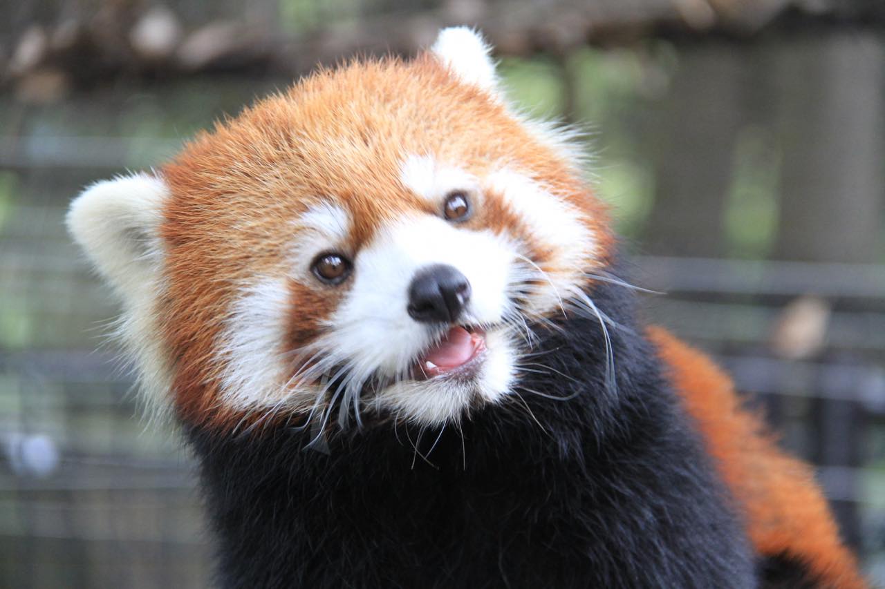 9月17日まで レッサーパンダを絶滅の危機から救う特別イベントを開催 静岡市立日本平動物園 Gotrip 明日 旅に行きたくなるメディア