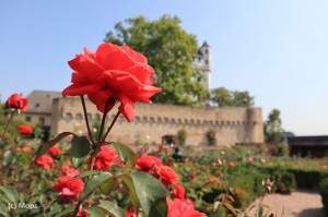 batch_IMG_2325
