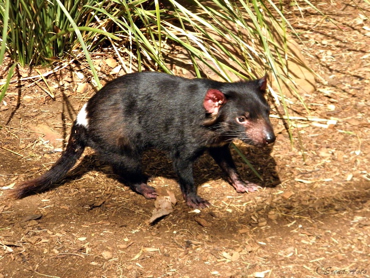 入園料が野生動物の保護のための寄付になる、オーストラリア・タスマニア島にある「ボノロング野生動物保護区」