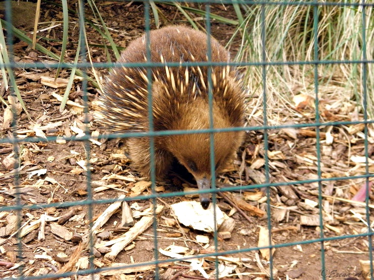 入園料が野生動物の保護のための寄付になる オーストラリア タスマニア島にある ボノロング野生動物保護区 Gotrip 明日 旅に行きたくなるメディア