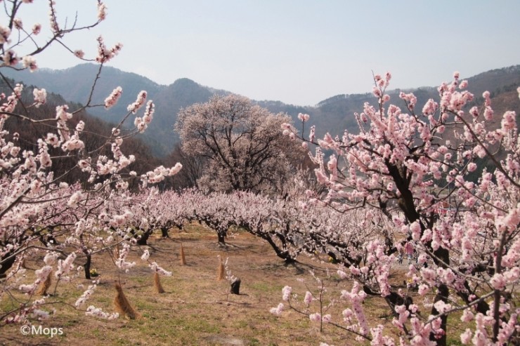 日本の絶景 長野県北部の千曲市 一目十万本 とも言われる日本一美しい杏の里を見に行こう Gotrip 明日 旅に行きたくなるメディア