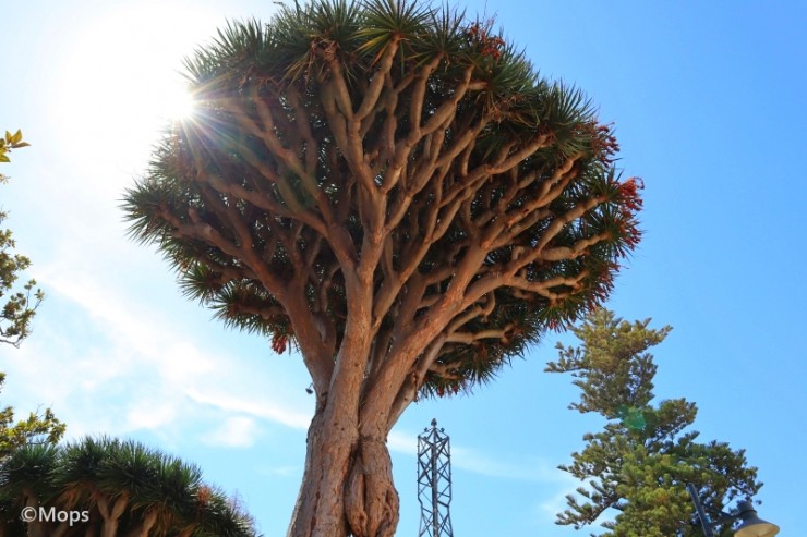 世界の神秘 血のように真っ赤な樹液が出る神秘的な木 スペイン テネリフェ 島の樹齢500年を超える 竜血樹 とは Gotrip ヨーロッパからのバカンス先として人気を誇 ｄメニューニュース Nttドコモ
