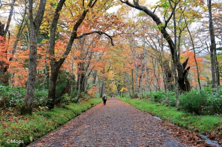 知る人ぞ知るパワースポット！秋の戸隠で樹齢400年の杉が並ぶ参道や鏡池の紅葉を楽しむ