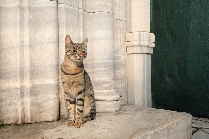 猫天国 イスタンブールで出会った可愛い猫ちゃん連発 Gotrip 明日 旅に行きたくなるメディア