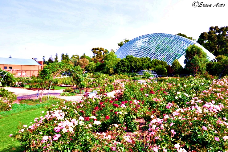 世界の街角 オーストラリア 貴婦人 アデレードにある優雅な憩いの場 アデレード植物園 Adelaide Botanic Garden Gotrip 明日 旅に行きたくなるメディア
