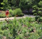 A person with a backpack walks along a sunny flower garden path, with benches in the background.
