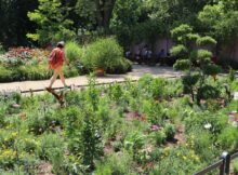 A person with a backpack walks along a sunny flower garden path, with benches in the background.