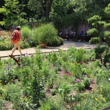 A person with a backpack walks along a sunny flower garden path, with benches in the background.
