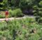 A person with a backpack walks along a sunny flower garden path, with benches in the background.